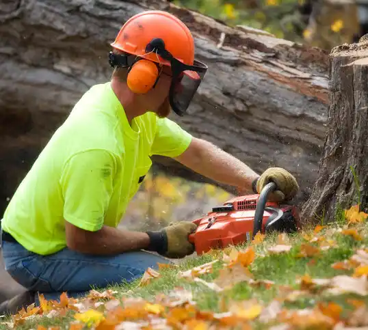 tree services Spring Lake